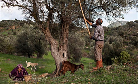 From Field to Table, An Olive Story
