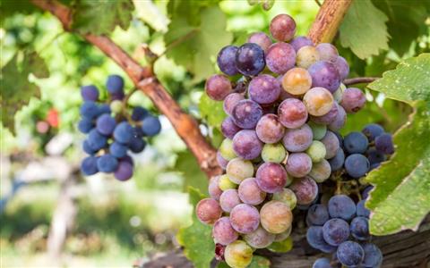 Измирская кухня