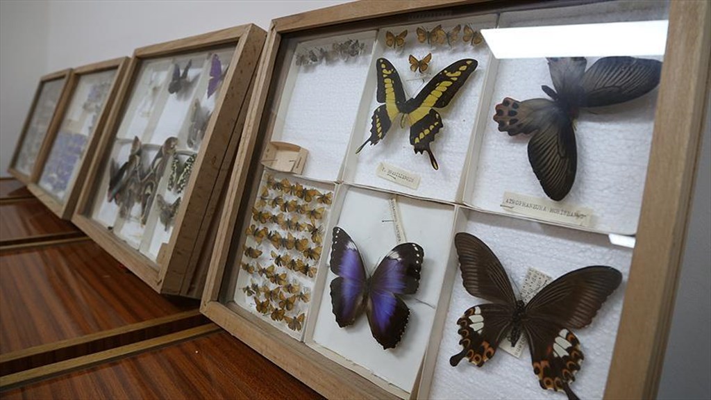 Ege University Faculty of Agriculture Prof. Niyazi Lodos Insect Entomology Museum