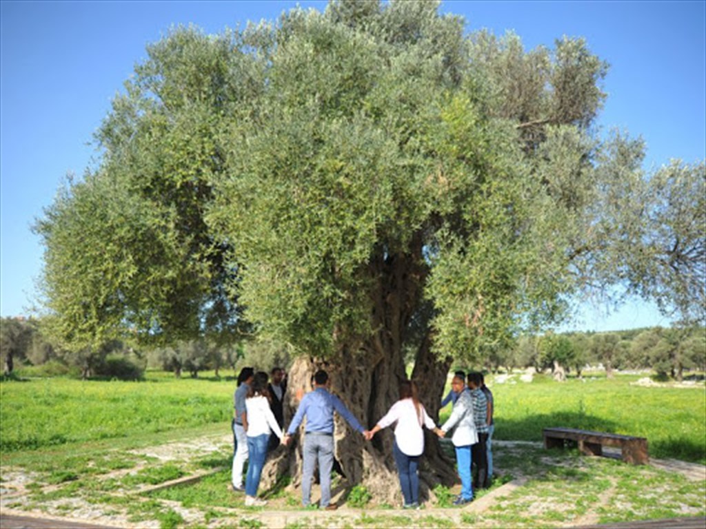 Teos Antik Zeytin Ağacı