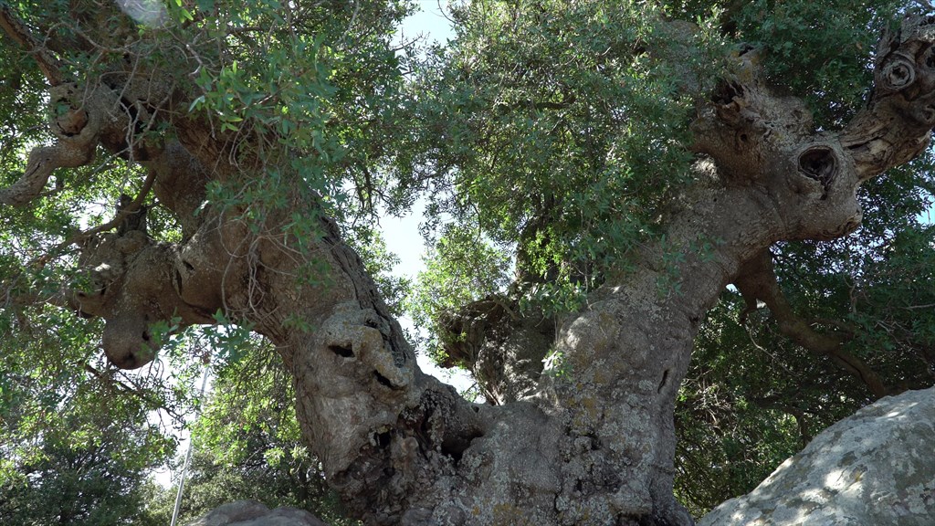 Dede Terebinth Natural Monument