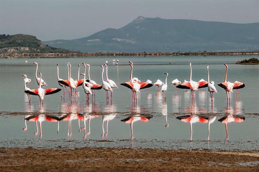Shorebirds