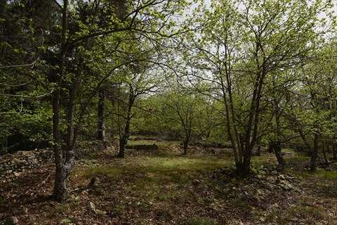 Bozdağ Anadolu Kestanesi Ormanı  fotoğrafı