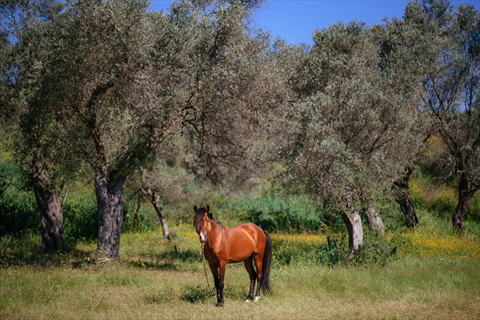Yelki Akdeniz Ormanı fotoğrafı