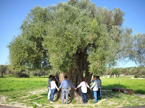 Teos Antik Zeytin Ağacı fotoğrafı