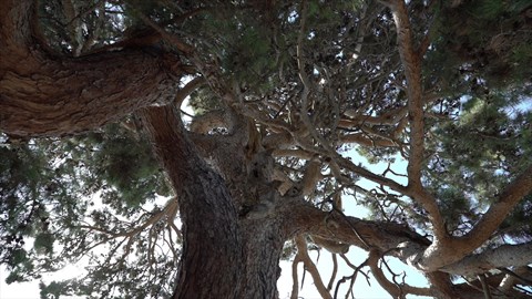 Yarendere Nut Pine Natural Monument fotoğrafı